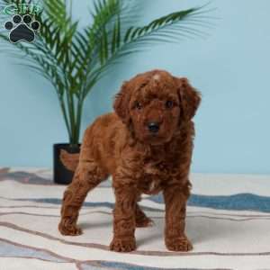 Enzo, Miniature Poodle Puppy
